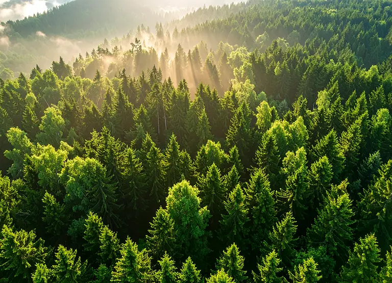 Gesunder Wald Baumwipfel von oben