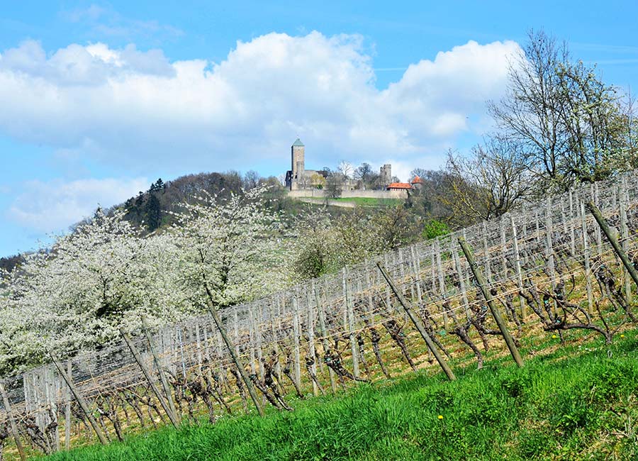 Weinberge Heppenheim