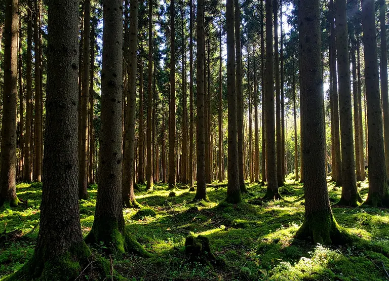 Wald mit Bäumen