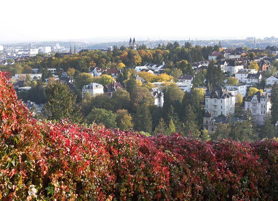 Weinberge in Wiesbaden